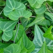 Dioscorea Zingiberensis