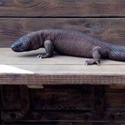 Mexican Beaded Lizard