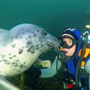 Swimming With Seals in the Farne Islands, England