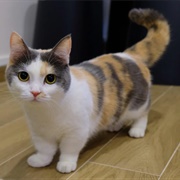 Munchkin Cat