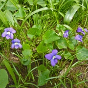 Common Blue Violet (Viola Sororia)