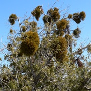 Juniper Mistletoe (Phoradendron Juniperinum)
