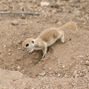 Round-Tailed Ground Squirrel