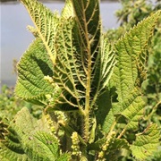Maasai Stinging Nettle (Urtica Massaica)