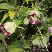 Lance Asiabell (Codonopsis Lanceolata)