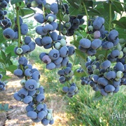 Highbush Blueberry: New Jersey