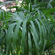 Nutgrass (Cyperus Scariosus)