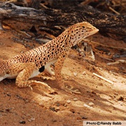 Harran Fringe-Toed Lizard