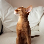 Say Some Affirmations