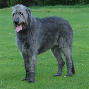 Irish Wolfhound
