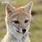 Pampas Fox