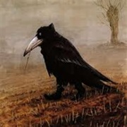 Mr. Crow in Boot's