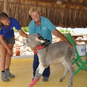 Donkey Sanctuary Bonaire