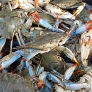 Chesapeake Bay Crabs