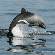 Heaviside's Dolphin