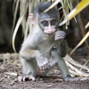 Mandrill