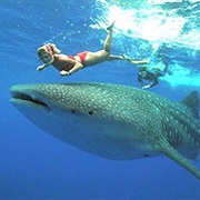 Swim With Whale Sharks, Australia