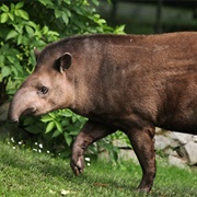 Lowland Tapir