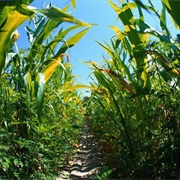 Walk Through a Corn Maze