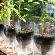 Self-Watering Planters