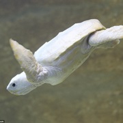 Turtle