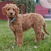 Goldendoodle