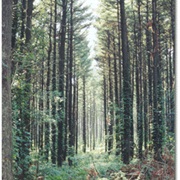 Lowden-Miller State Forest, Illinois