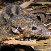 Southern Three-Striped Opossum