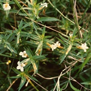 Common Hedgehyssop (Gratiola Officinalis)
