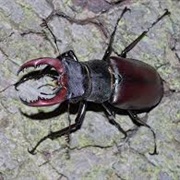 Stag Beetle