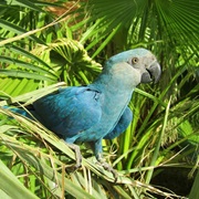 Spix's Macaw (Possibly Extinct in Wild)