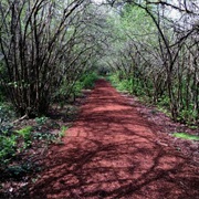 Pre's Trail (Steve Prefontaine), Eugene, OR