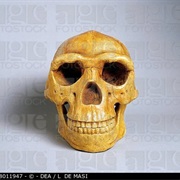 Sinanthropus Perkinensis Skull Reconstructed (1937)