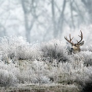 Umatilla National Wildlife Refuge