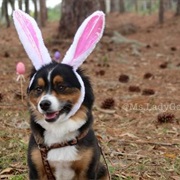 My Dog - The Bunny