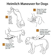 Give a Dog the Heimlich