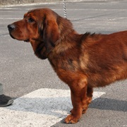 Alpine Dachsbracke