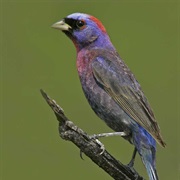 Varied Bunting