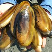 Razor Clams
