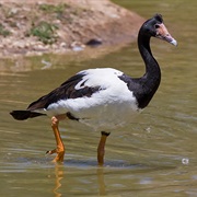 Magpie Goose