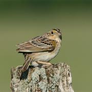 Grasshopper Sparrow