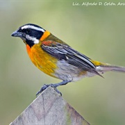 Puerto Rican Spindalis