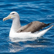 Salvin's Albatross