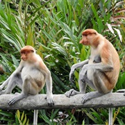 Proboscis Monkey River Safari