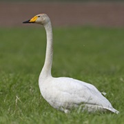 Whooper Swan (Finland)