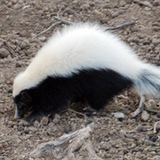 Hog-Nosed Skunk