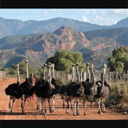 Ride an Ostrich in Oudsthoorn