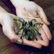 Held a Tarantula