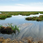 Lake Apopka Restoration Area, Florida