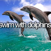 Swim With Dolphins